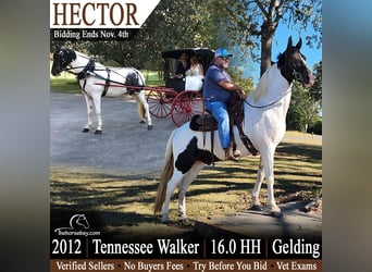 Tennessee walking horse, Ruin, 14 Jaar, 163 cm, Tobiano-alle-kleuren, in Ashville, AL