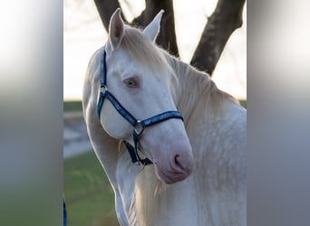 Andalusian, Stallion, 9 years, 15.1 hh, Cremello, in Zolling,