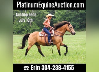 Quarter horse américain, Hongre, 15 Ans, 157 cm, Buckskin, in Hillsboro KY,