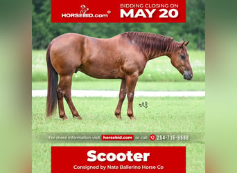 Quarter horse américain, Hongre, 9 Ans, 150 cm, Alezan cuivré, in Waco,