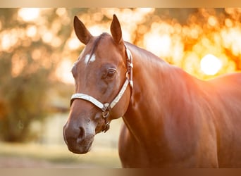 American Quarter Horse, Merrie, 10 Jaar, 156 cm, Zwartbruin, in Burscheid