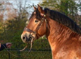 Rheinisch-Deutsches Kaltblut, Hengst, 11 Jahre, 168 cm, Brauner