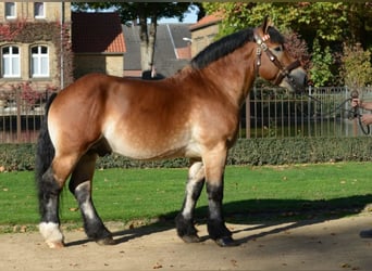 Rhenisch-German Heavy Draft, Stallion, 10 years, 16.1 hh, Brown