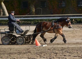 Rijnlandse Duitse Koudbloed, Hengst, 11 Jaar, 168 cm, Bruin