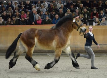 Rijnlandse Duitse Koudbloed, Hengst, 11 Jaar, 168 cm, Bruin