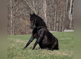 Quarter horse américain, Hongre, 6 Ans, 163 cm, Noir, in Mount Vernon,