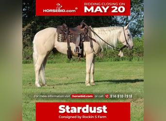 Quarter horse américain, Hongre, 3 Ans, 155 cm, Palomino, in Rebersburg,