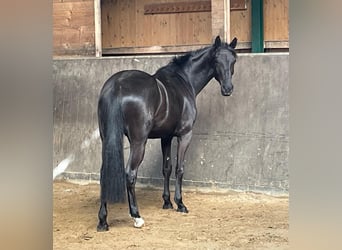 Oldenburger, Stute, 3 Jahre, Dunkelbrauner, in Immenstedt Nordfriesland,