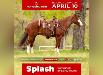 American Quarter Horse, Wallach, 6 Jahre, 160 cm, Roan-Red, in Huckabay, TX,