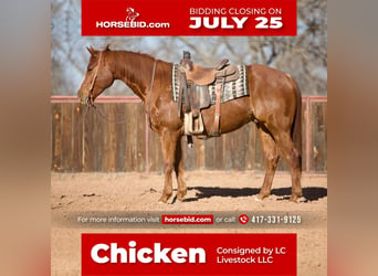 Quarter horse américain, Hongre, 8 Ans, 152 cm, Alezan cuivré, in Weatherford, TX,