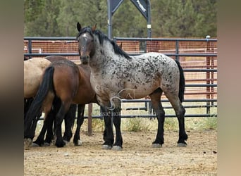 Arbeitspferd, Wallach, 11 Jahre, 163 cm, Rotbrauner, in Republic, MO