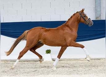 Duitse rijpony, Hengst, 2 Jaar, 146 cm, Vos, in Marsberg