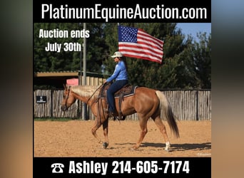 Quarter horse américain, Hongre, 9 Ans, 160 cm, Palomino, in Weatherford TX,