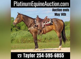 American Quarter Horse, Wallach, 9 Jahre, 155 cm, Buckskin, in Morgan MIll TX,