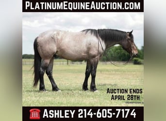 American Quarter Horse, Gelding, 6 years, 16.3 hh, Roan-Bay, in WeATHERFORD tx,