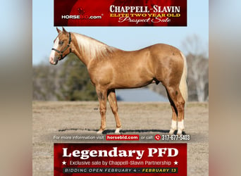 American Quarter Horse, Stallion, 2 years, 14.1 hh, Palomino, in Whitesboro,