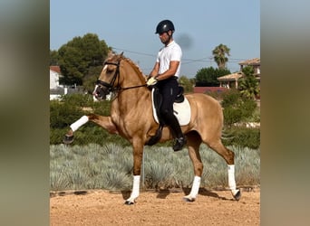 Lusitanos, Semental, 5 años, 160 cm, Palomino, in Betera