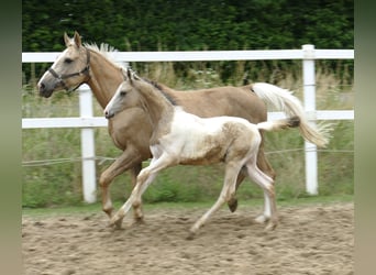 Other Warmbloods, Stallion, 1 year, 16.2 hh, Pinto, in Borgentreich,