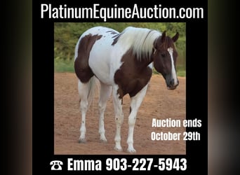 Quarter horse américain, Hongre, 8 Ans, 168 cm, Tobiano-toutes couleurs, in Whitewright TX,