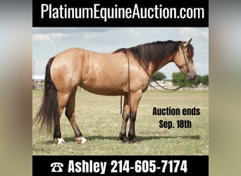 Fries paard, Merrie, 6 Jaar, 163 cm, Buckskin, in Weatherford TX,