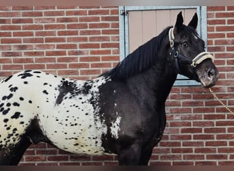Pools halfbloed, Ruin, 2 Jaar, 159 cm, Appaloosa, in Someren