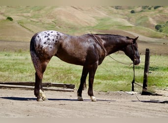 Appaloosa, Ruin, 6 Jaar, 152 cm, Donkerbruin, in Tres Pinos