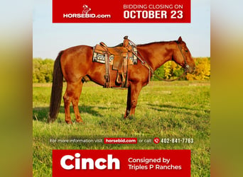 Quarter horse américain, Hongre, 9 Ans, 155 cm, Rouan Rouge, in Valley Springs,
