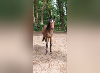 Lillis Heart Of Hazel (kurz: Hazel)