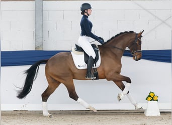 Duitse rijpony, Ruin, 4 Jaar, 165 cm, Bruin, in Marsberg
