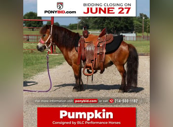 Weitere Ponys/Kleinpferde, Stute, 7 Jahre, 84 cm, Rotbrauner, in Grand Saline, TX,