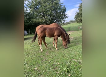American Quarter Horse, Hengst, 2 Jahre, 160 cm, Dunkelfuchs, in Rohrdorf,
