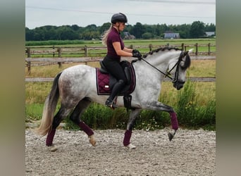 PRE Mix, Ruin, 7 Jaar, 165 cm, Appelschimmel, in Kedichem