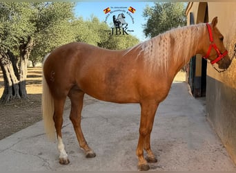 Andalusier, Stute, 6 Jahre, 164 cm, Palomino, in Tabernas Almeria