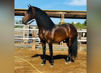 PRE Mix, Stallone, 7 Anni, 164 cm, Baio, in Bejar
