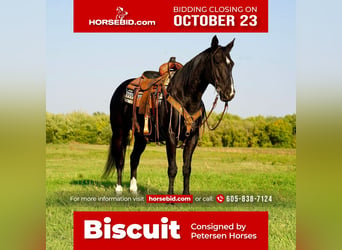 Quarter horse américain, Hongre, 11 Ans, 152 cm, Noir, in Valley Springs,