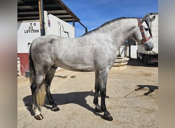 Andalusian, Stallion, Foal (01/2024), 15.3 hh, Gray, in Cheste,