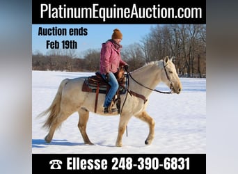 Kentucky Mountain Saddle Horse, Ruin, 11 Jaar, 155 cm, Palomino, in Highland MI,