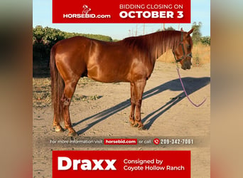 Quarter horse américain, Hongre, 5 Ans, 147 cm, Alezan brûlé, in Waterford, CA,