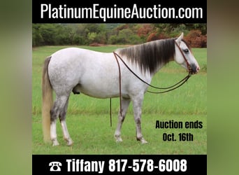 American Quarter Horse, Ruin, 8 Jaar, 137 cm, Schimmel, in Stephenville, TX,