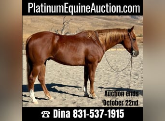 Quarter horse américain, Hongre, 8 Ans, 152 cm, Alezan brûlé, in Paicines CA,
