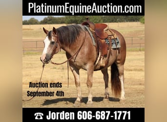 American Quarter Horse, Wallach, 8 Jahre, 142 cm, Roan-Bay, in Cleburne TX,