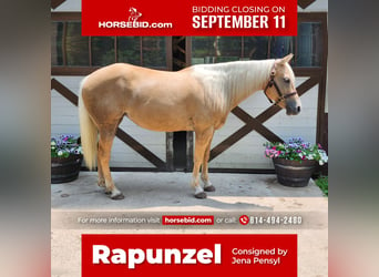 American Quarter Horse, Merrie, 8 Jaar, 147 cm, Palomino, in Buffalo Mills, PA,