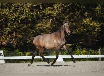 Stallion 1 year