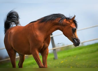 Koń czystej krwi arabskiej, Ogier, 1 Rok, Gniada, in Warsaw