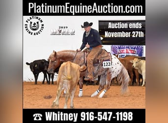 American Quarter Horse, Ruin, 9 Jaar, 152 cm, Roodvos, in whitesburg TX,