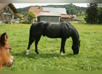 American Quarter Horse, Hengst, 18 Jahre, 150 cm, Rappe