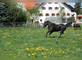 American Quarter Horse, Hengst, 18 Jaar, 150 cm, Zwart
