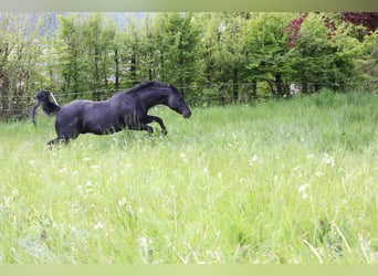American Quarter Horse, Stallion, 18 years, 14.2 hh, Black