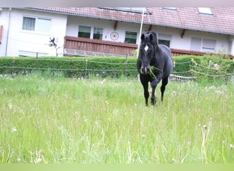 American Quarter Horse, Stallone, 19 Anni, 150 cm, Morello