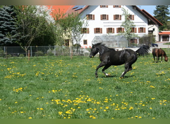 American Quarter Horse, Stallone, 19 Anni, 150 cm, Morello